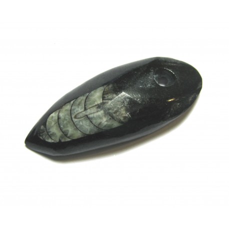 Orthoceras gebohrt 5 - 5,5 cm