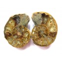 Fossilien roh